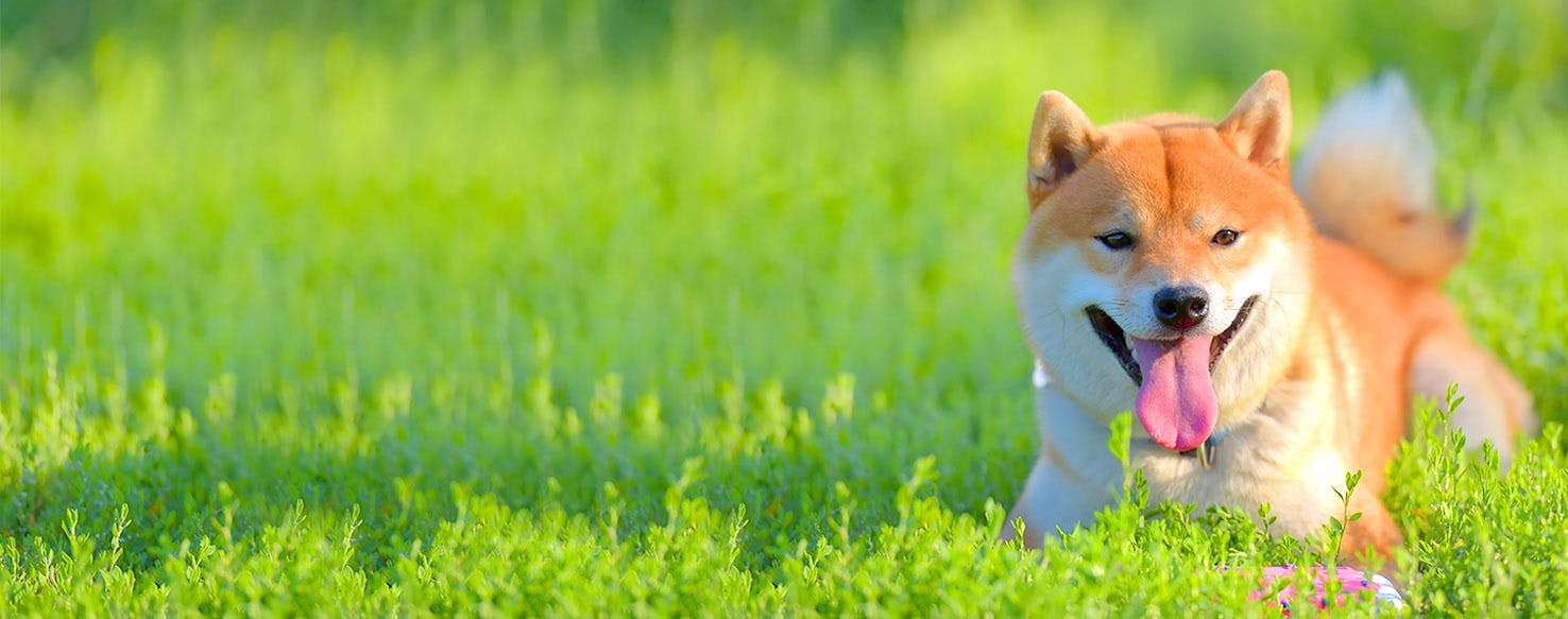Dog Names Meaning Sun Popular Male And Female Names Wag 